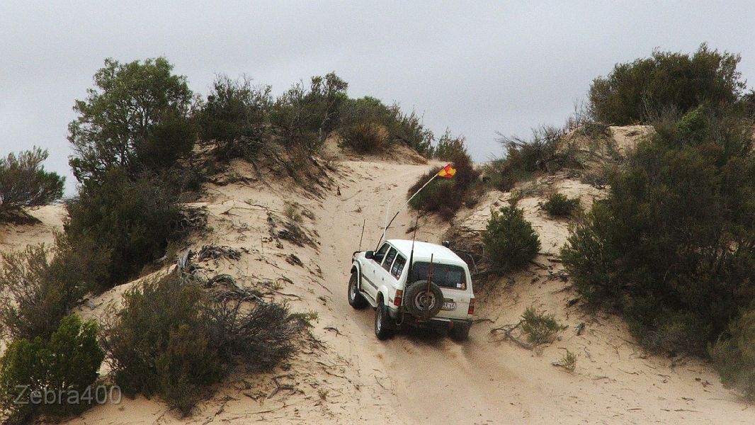 10-Zebra powers up the Ross Springs dune.JPG